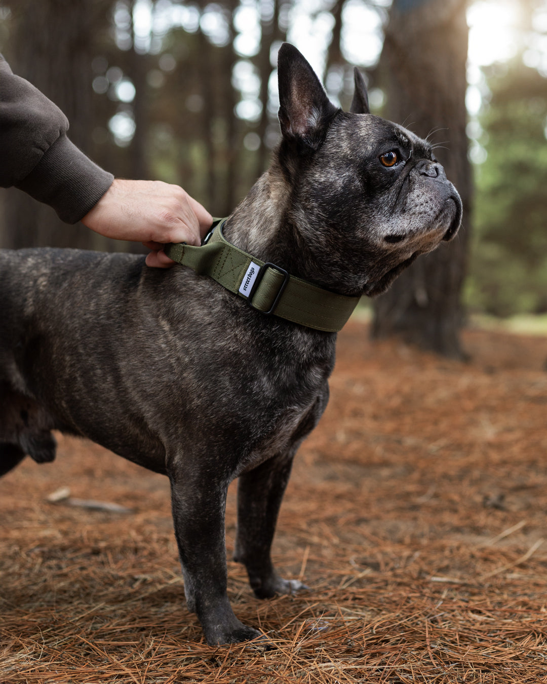 Collar Combat 4 cm para Perros - Street Dogs - Khaki