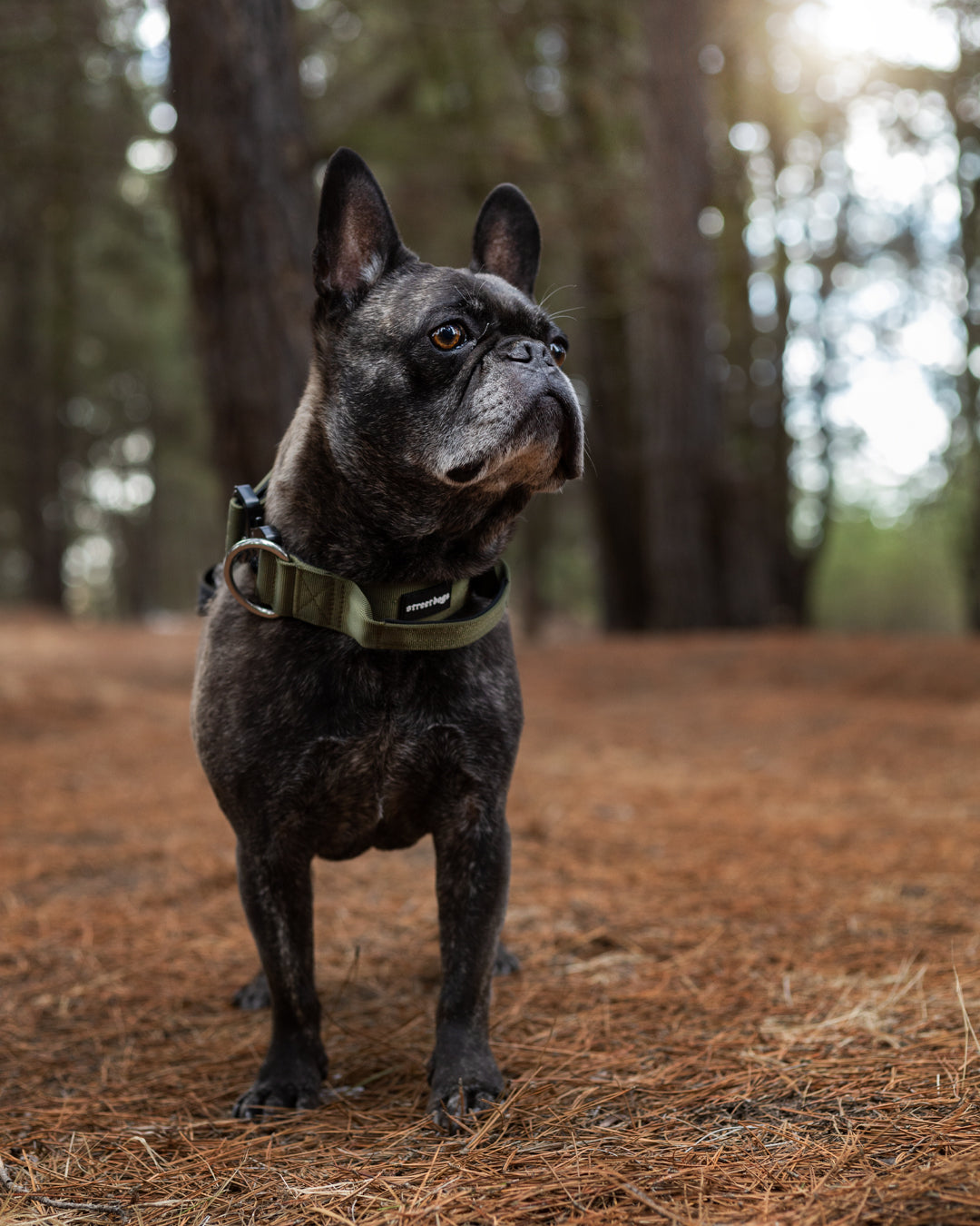 Collar Combat 4 cm para Perros - Street Dogs - Khaki