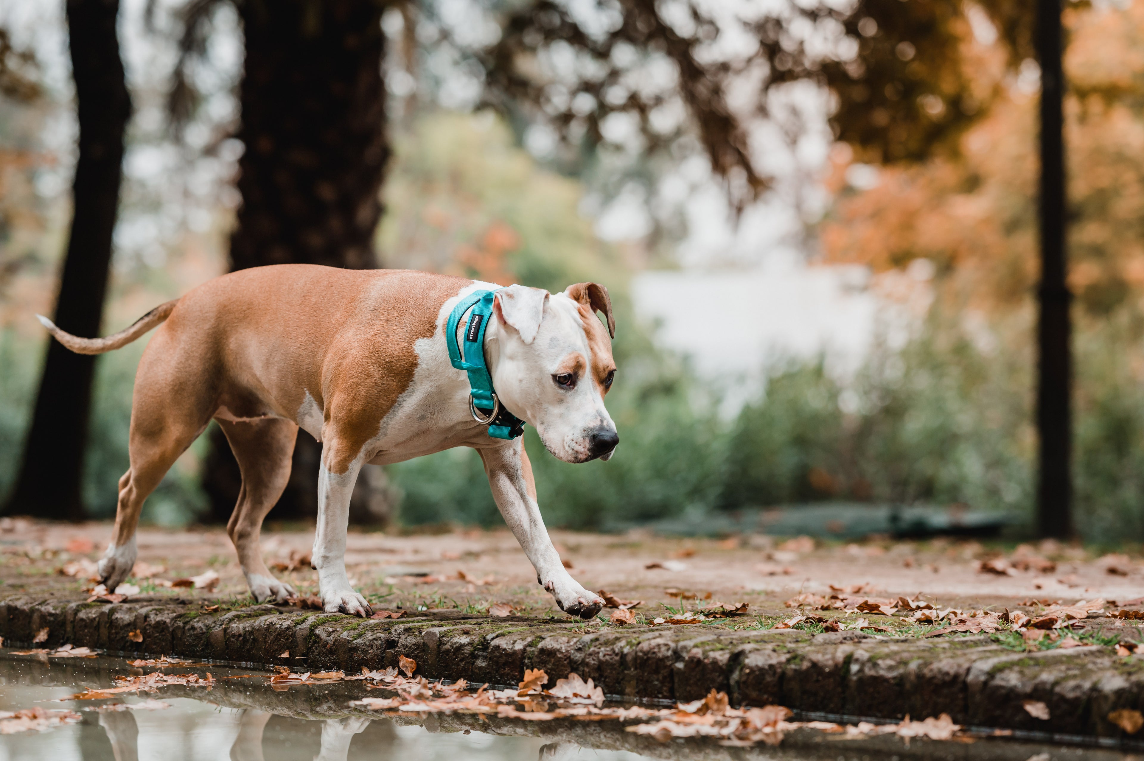 Collar Combat 4 cm para Perros - Street Dogs - Turquoise