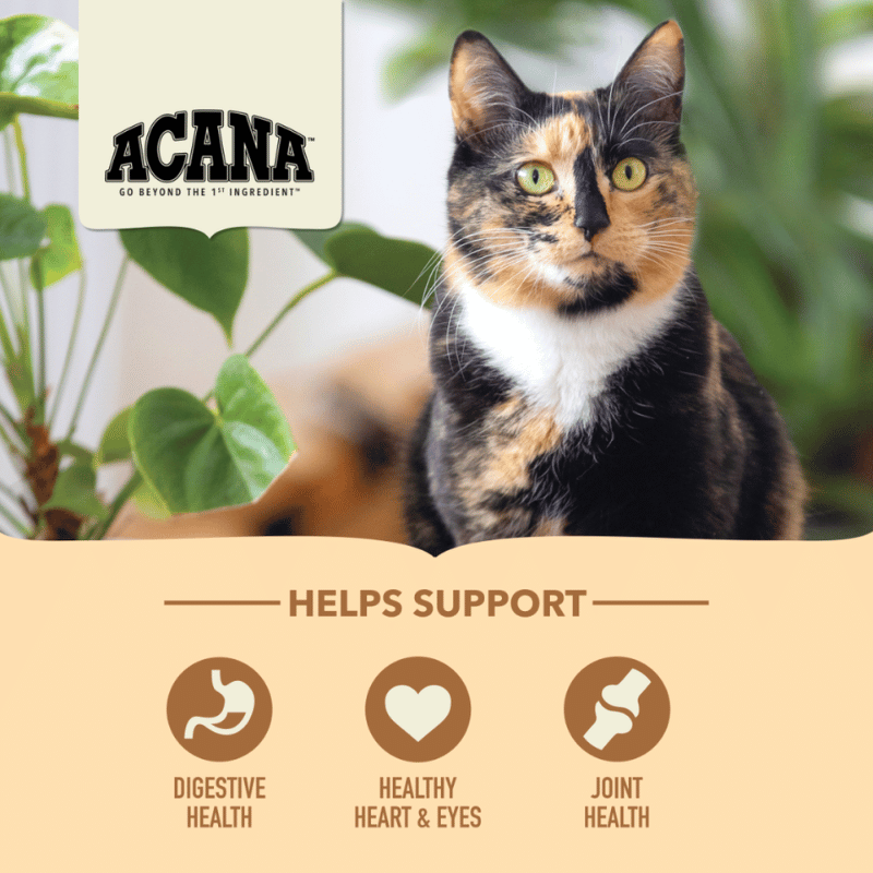 Acana Senior Entrée Gatos
