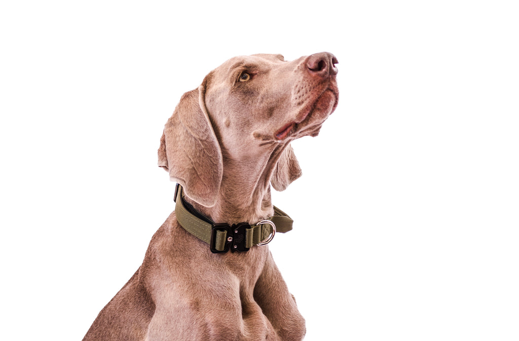 Collar Combat 2.5 cm Khaki