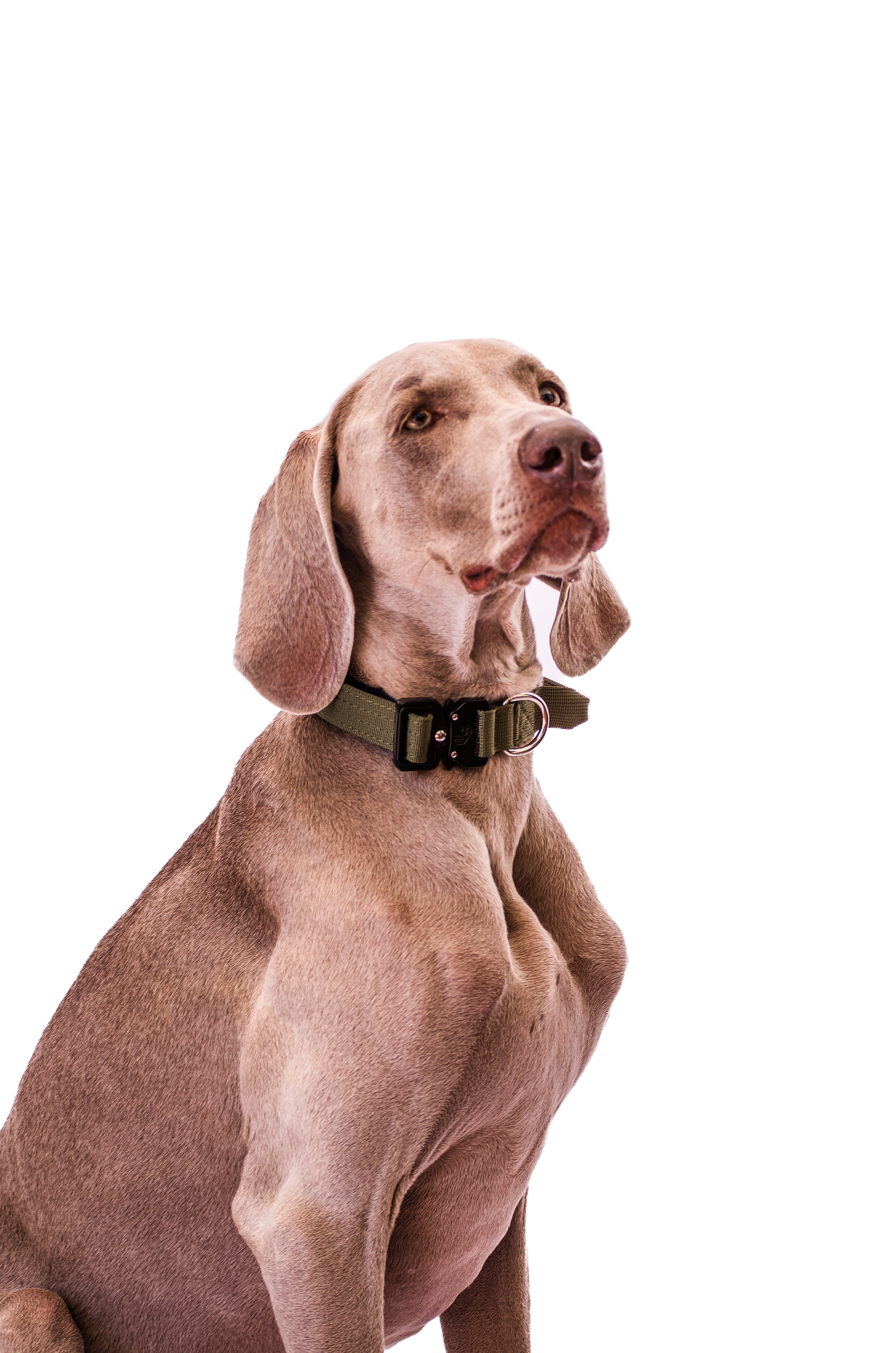 Collar Combat 2.5 cm Khaki