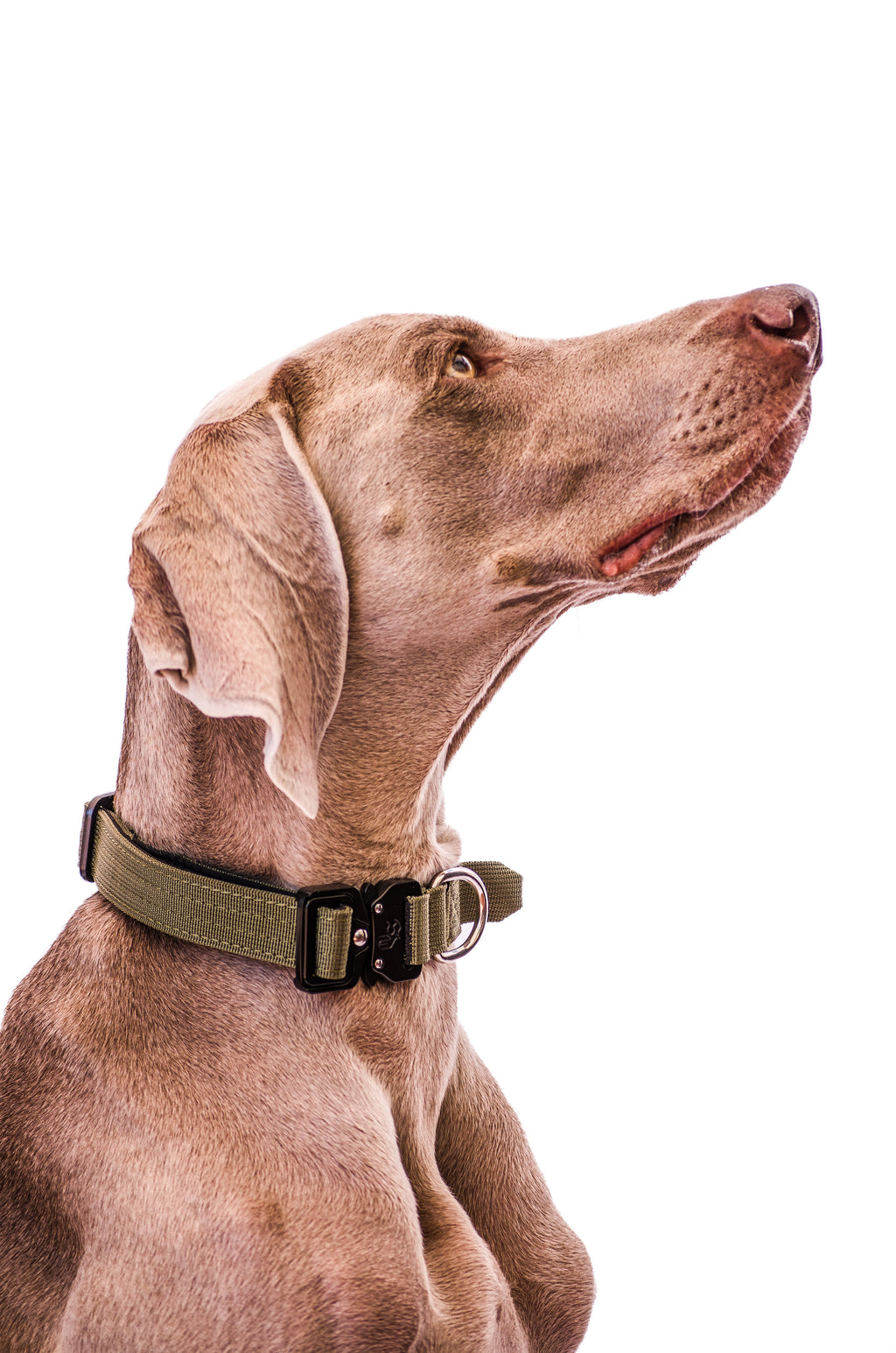 Collar Combat 2.5 cm Khaki