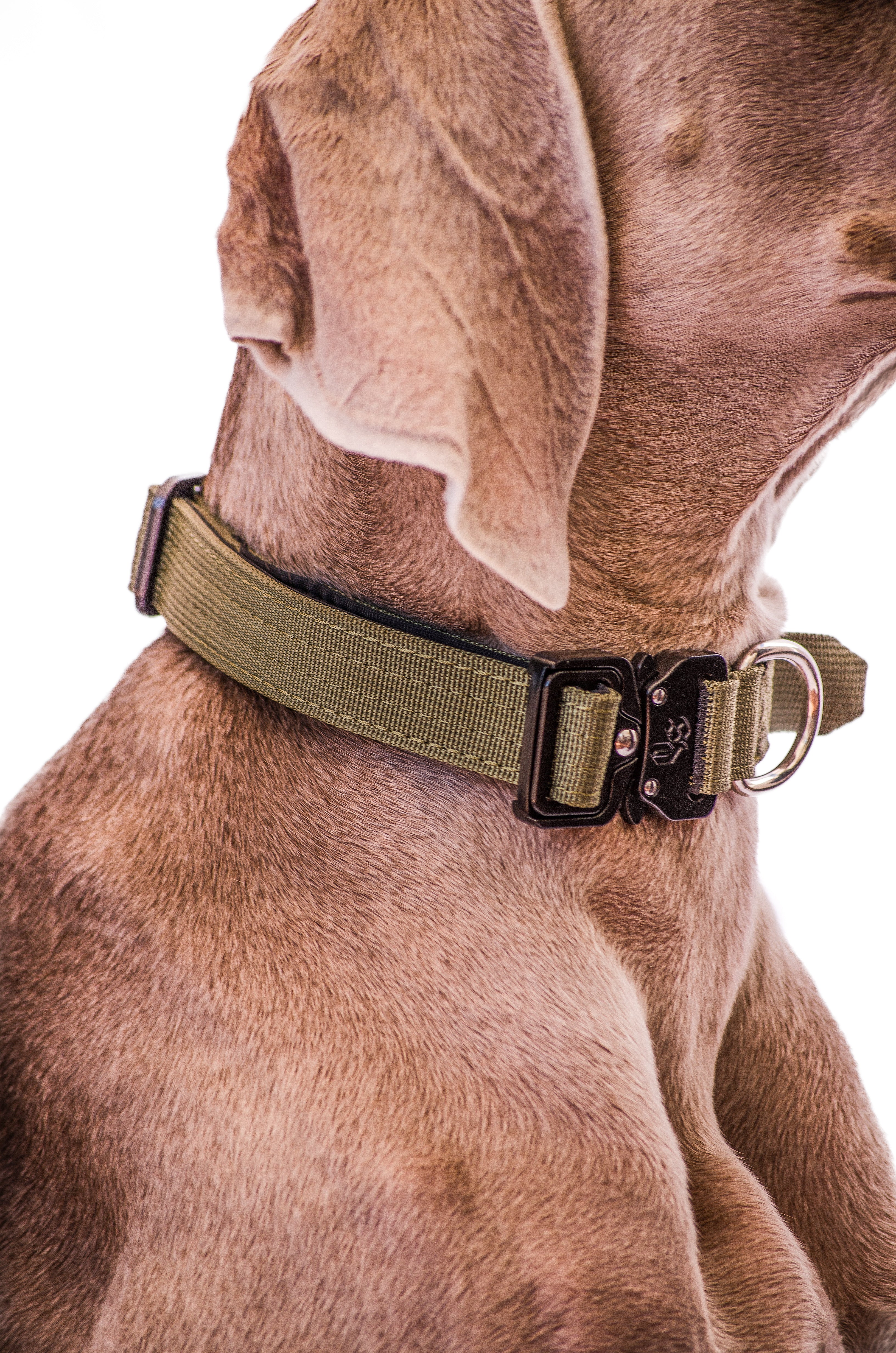 Collar Combat 2.5 cm Khaki
