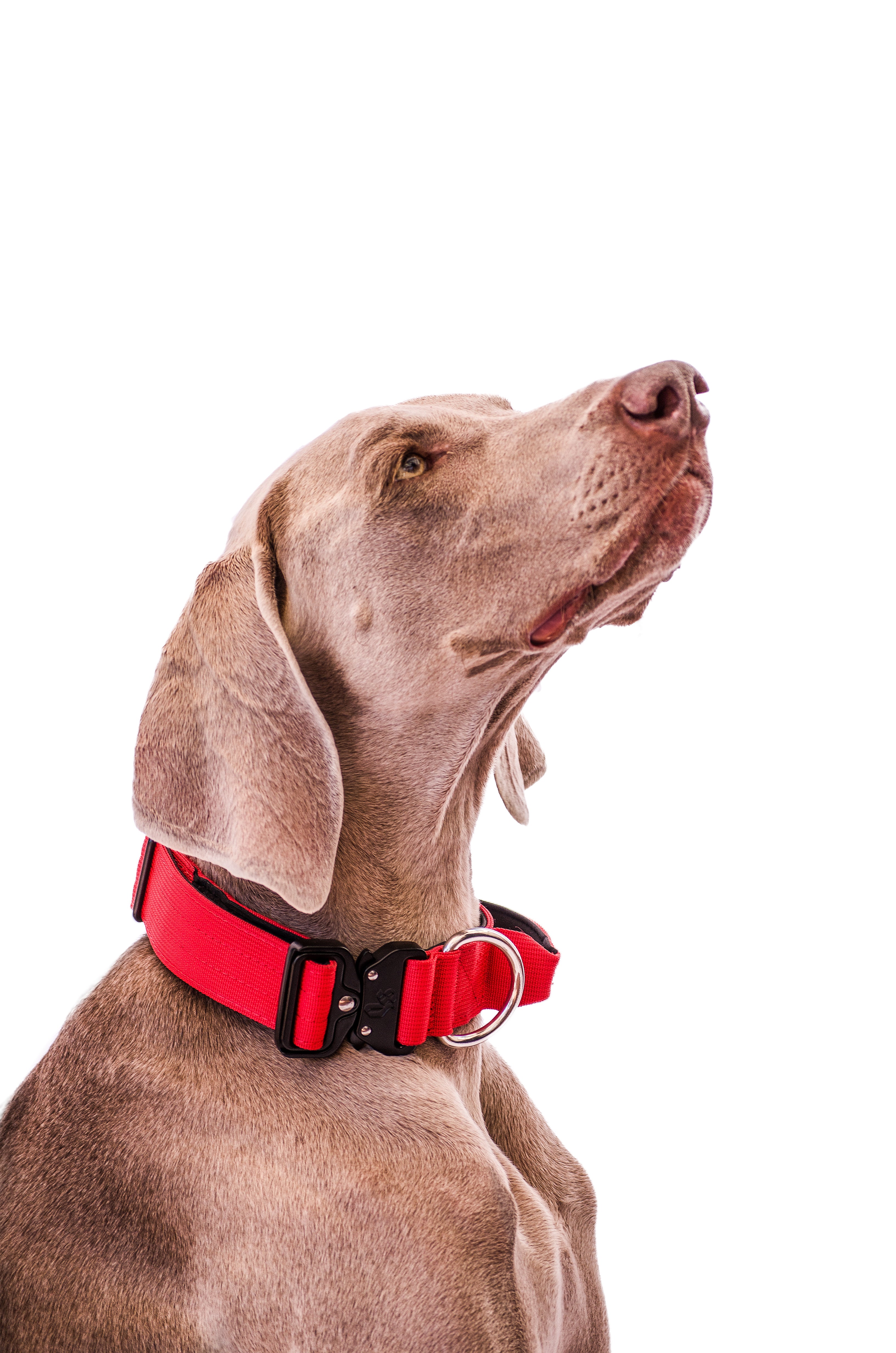 Collar Combat 4 cm para Perros - Street Dogs - Red