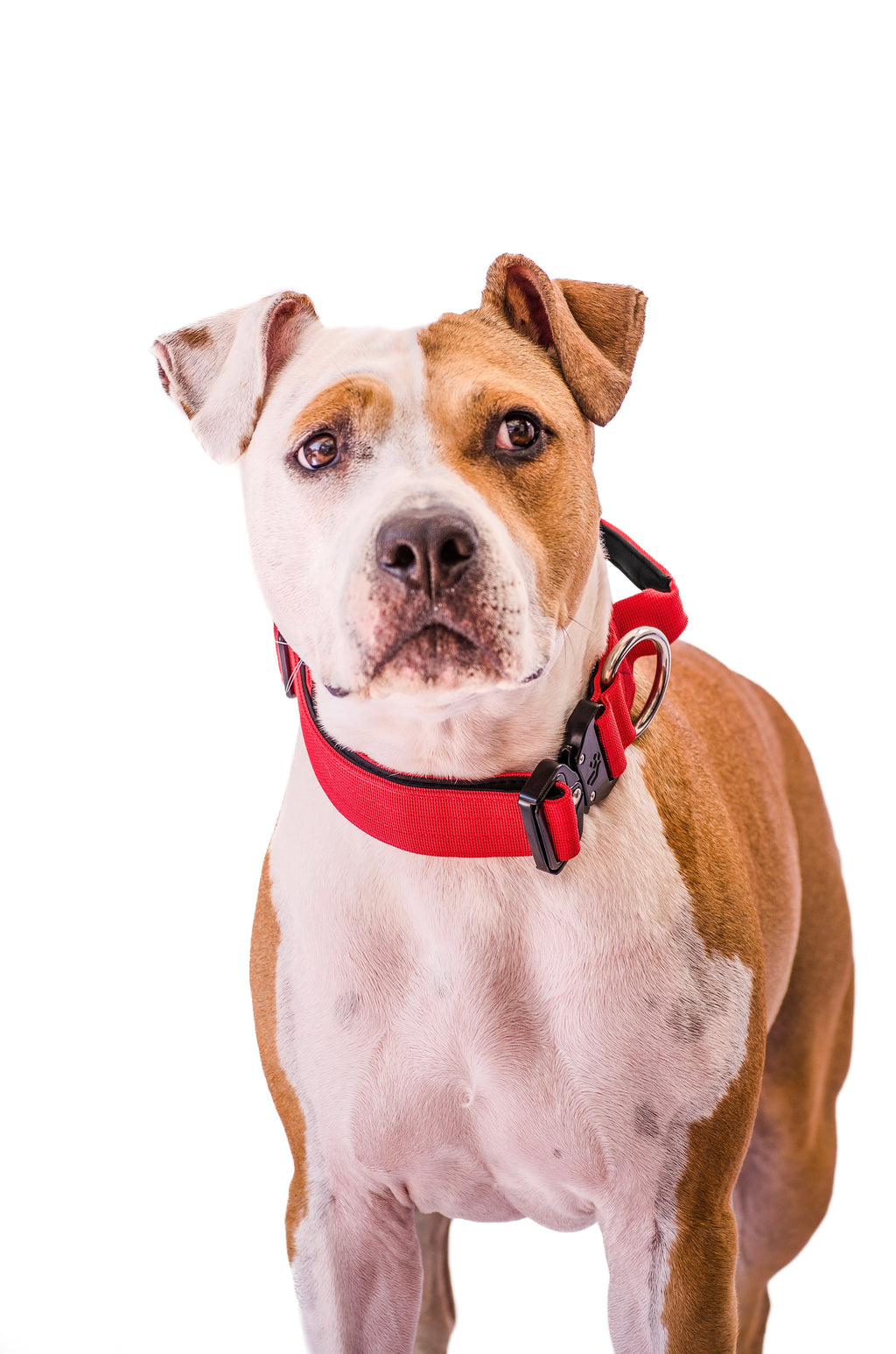 Collar Combat 4 cm para Perros - Street Dogs - Red