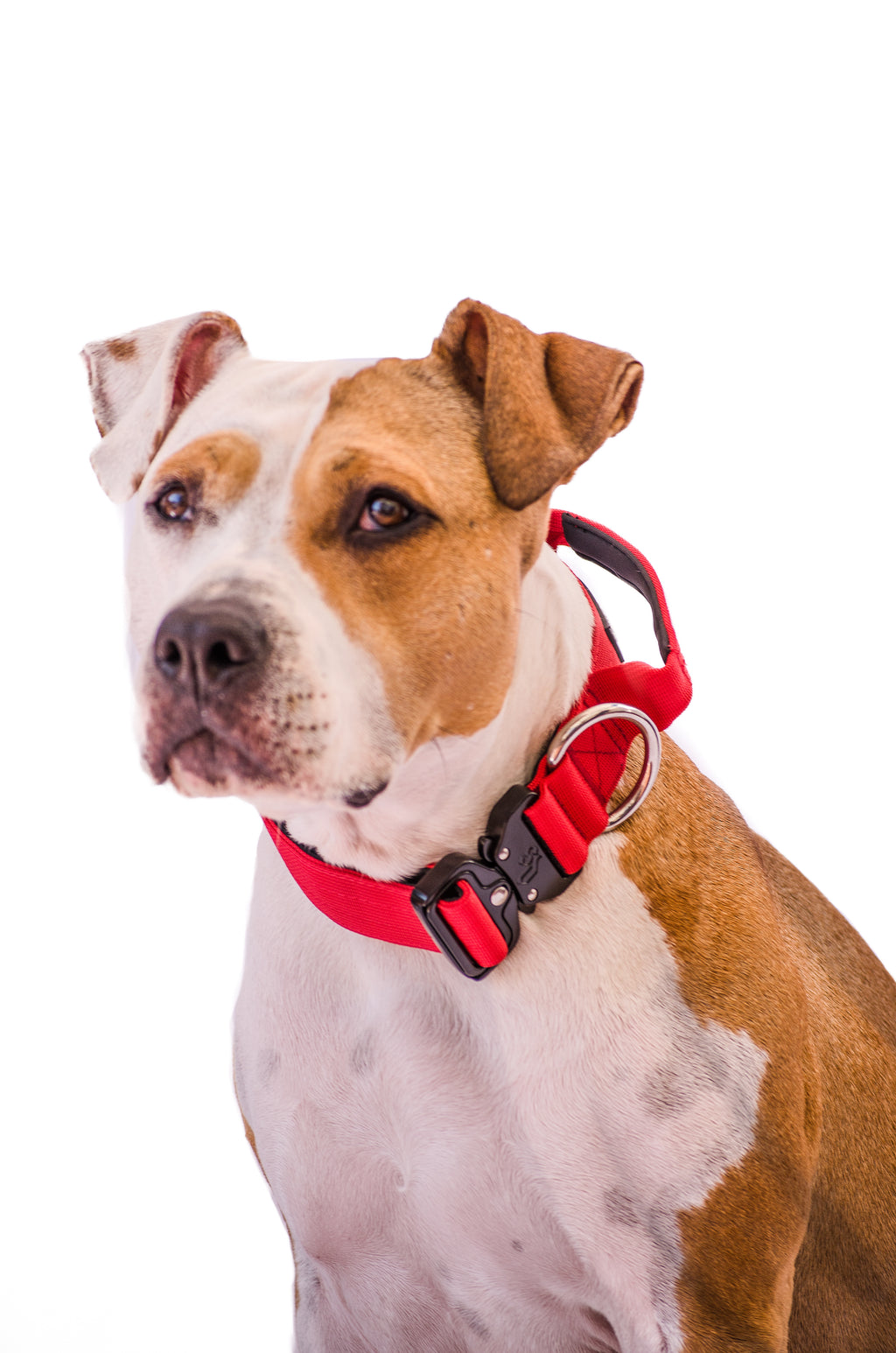Collar Combat 4 cm para Perros - Street Dogs - Red