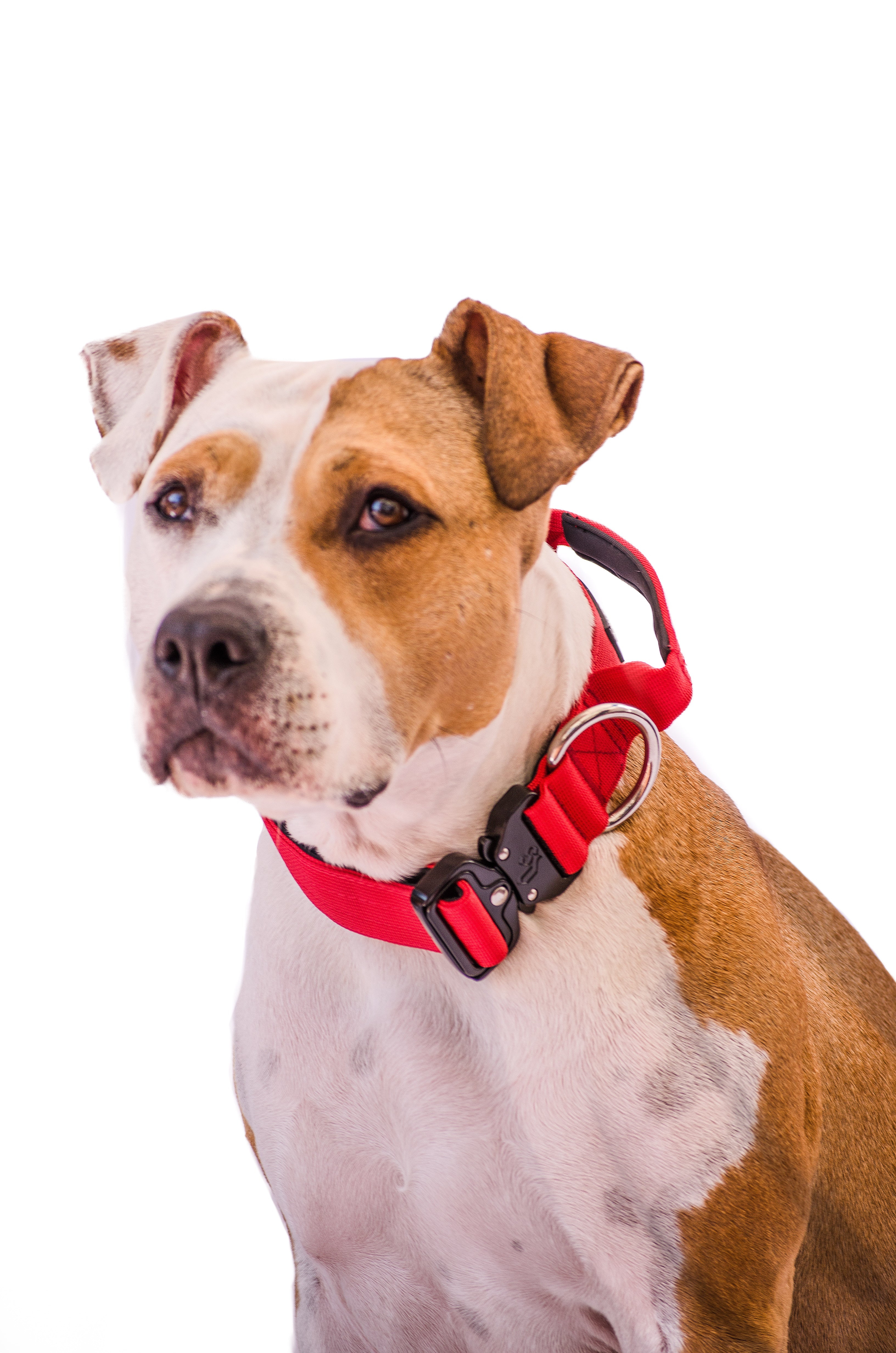 Collar Combat 4 cm para Perros - Street Dogs - Red