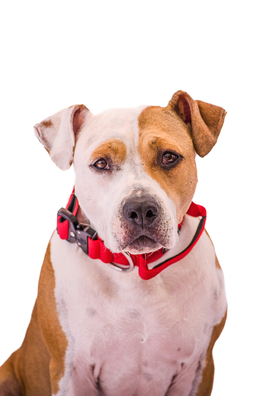 Collar Combat 4 cm para Perros - Street Dogs - Red