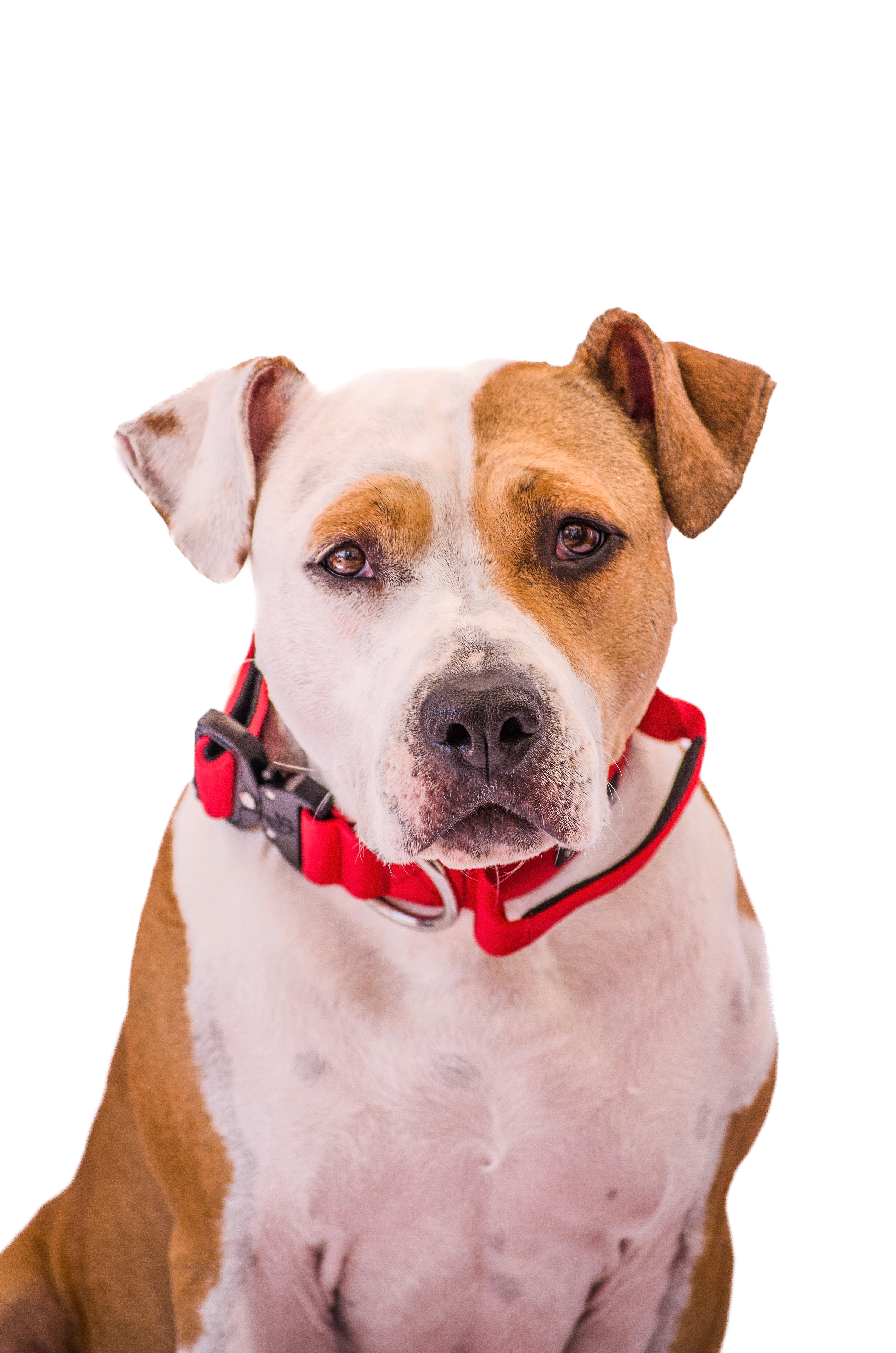 Collar Combat 4 cm para Perros - Street Dogs - Red
