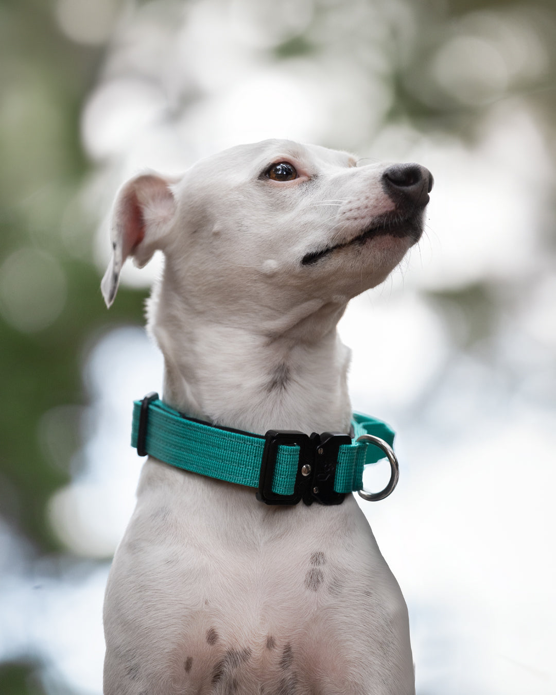 Collar Combat 2.5 cm Turquoise