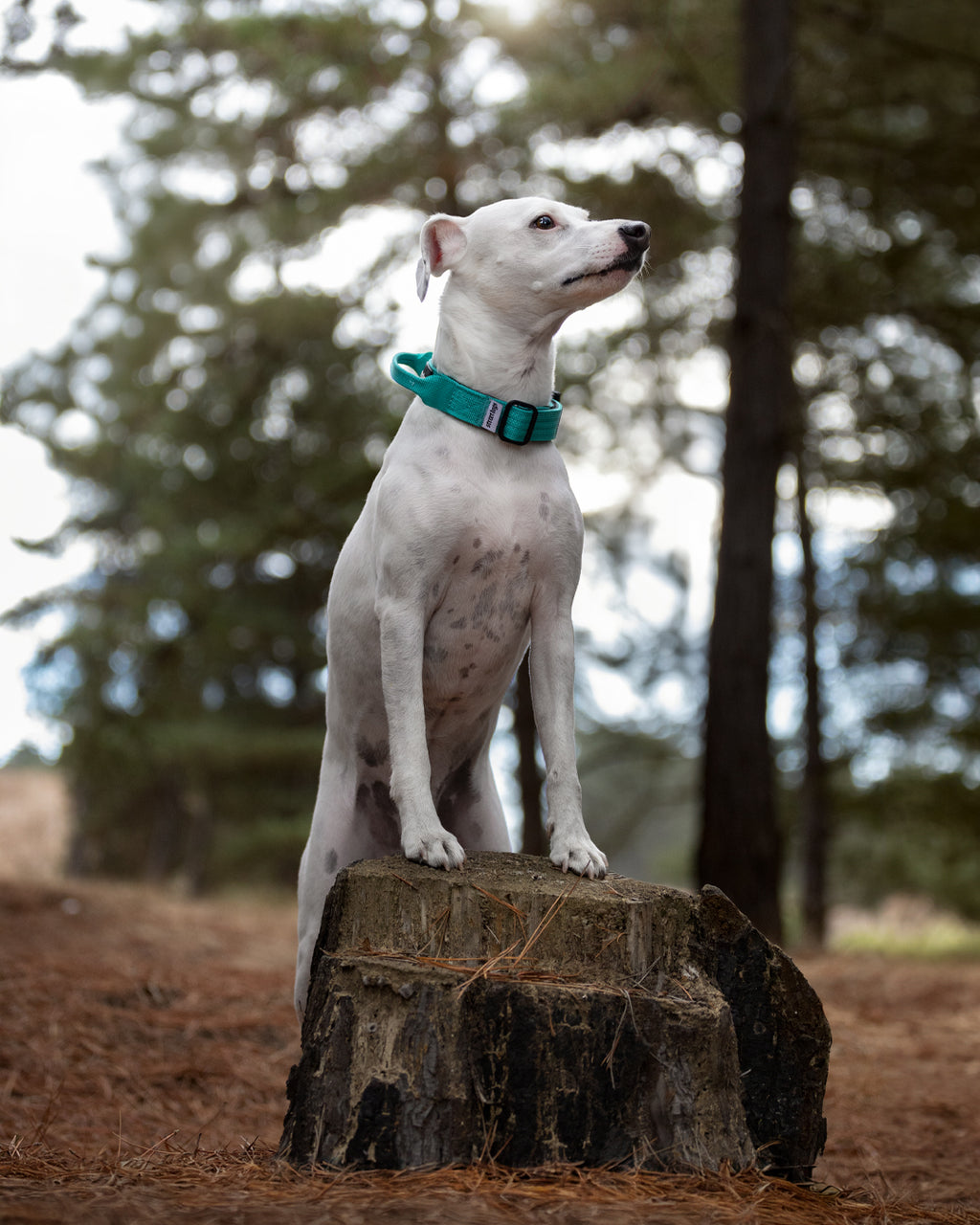 Collar Combat 2.5 cm Turquoise