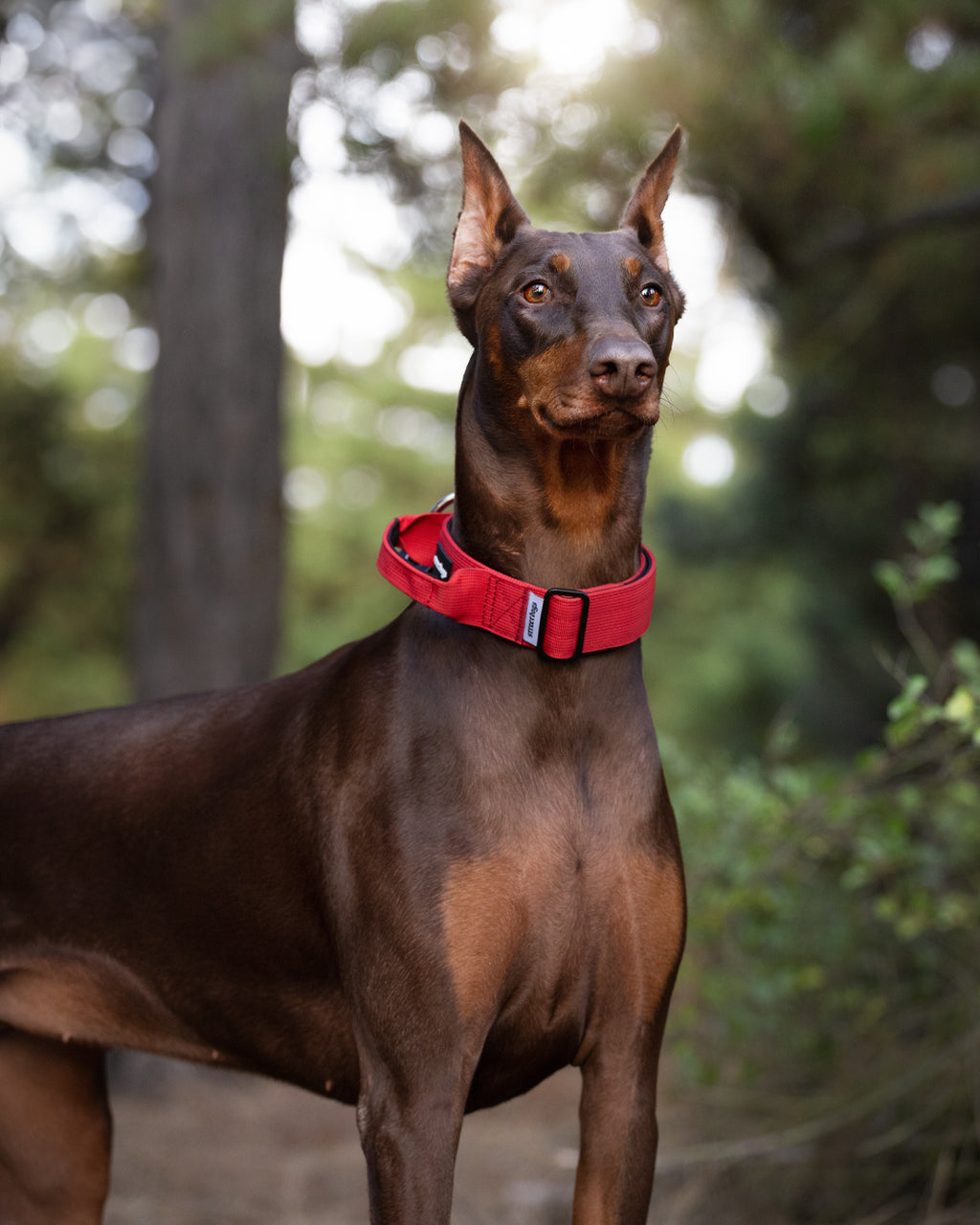 Collar Combat 4 cm para Perros - Street Dogs - Red