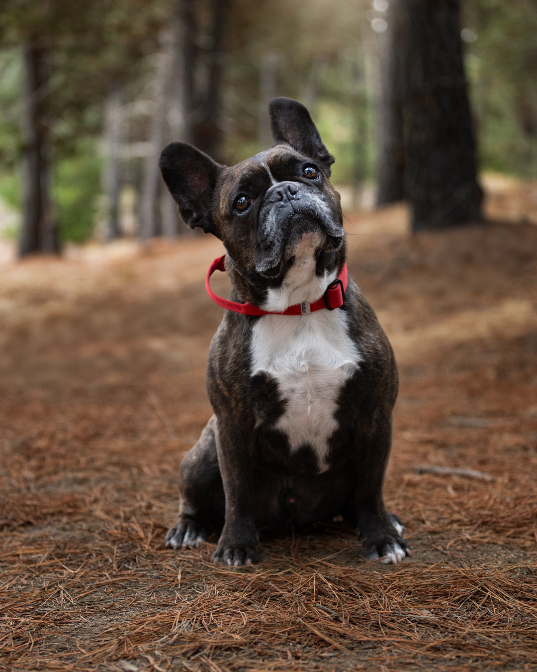 Collar Combat 2.5 cm Red