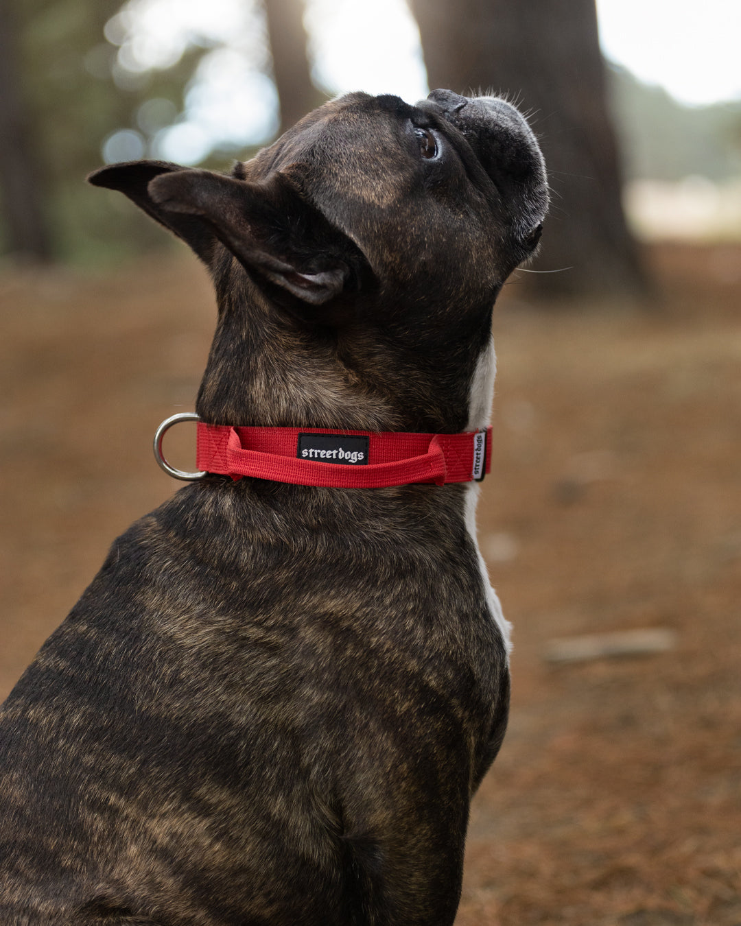 Collar Combat 2.5 cm Red