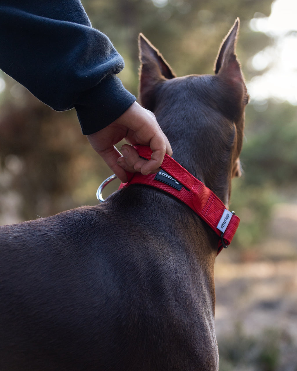Collar Combat 4 cm para Perros - Street Dogs - Red